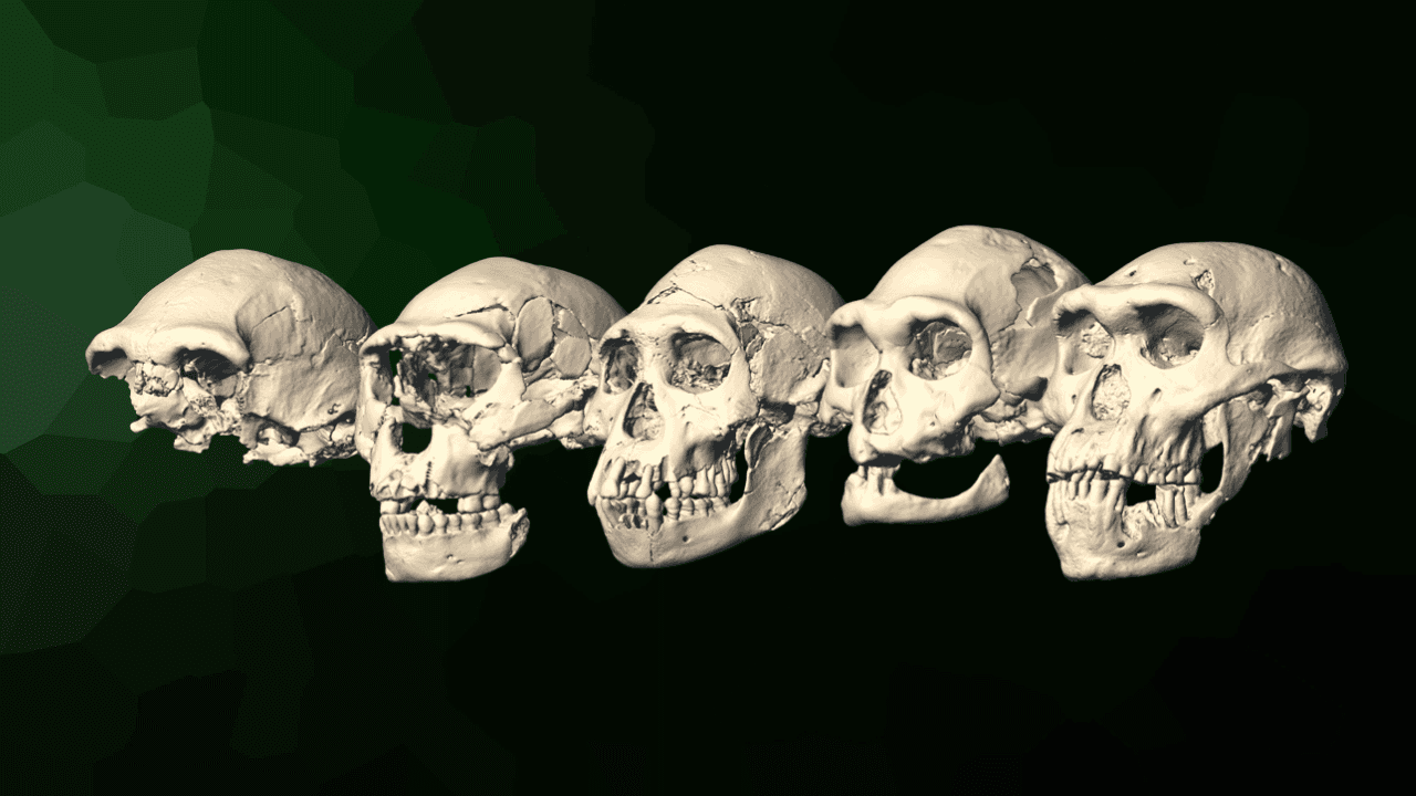 Черепите От Дманиси