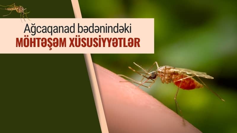 Ağcaqanad bədənindəki möhtəşəm xüsusiyyətlər