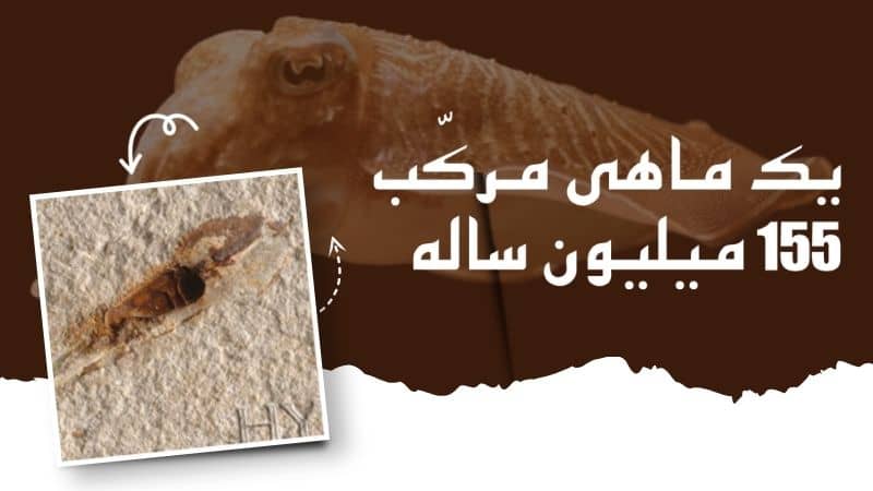 یک ماهی مرکّب 155 میلیون ساله