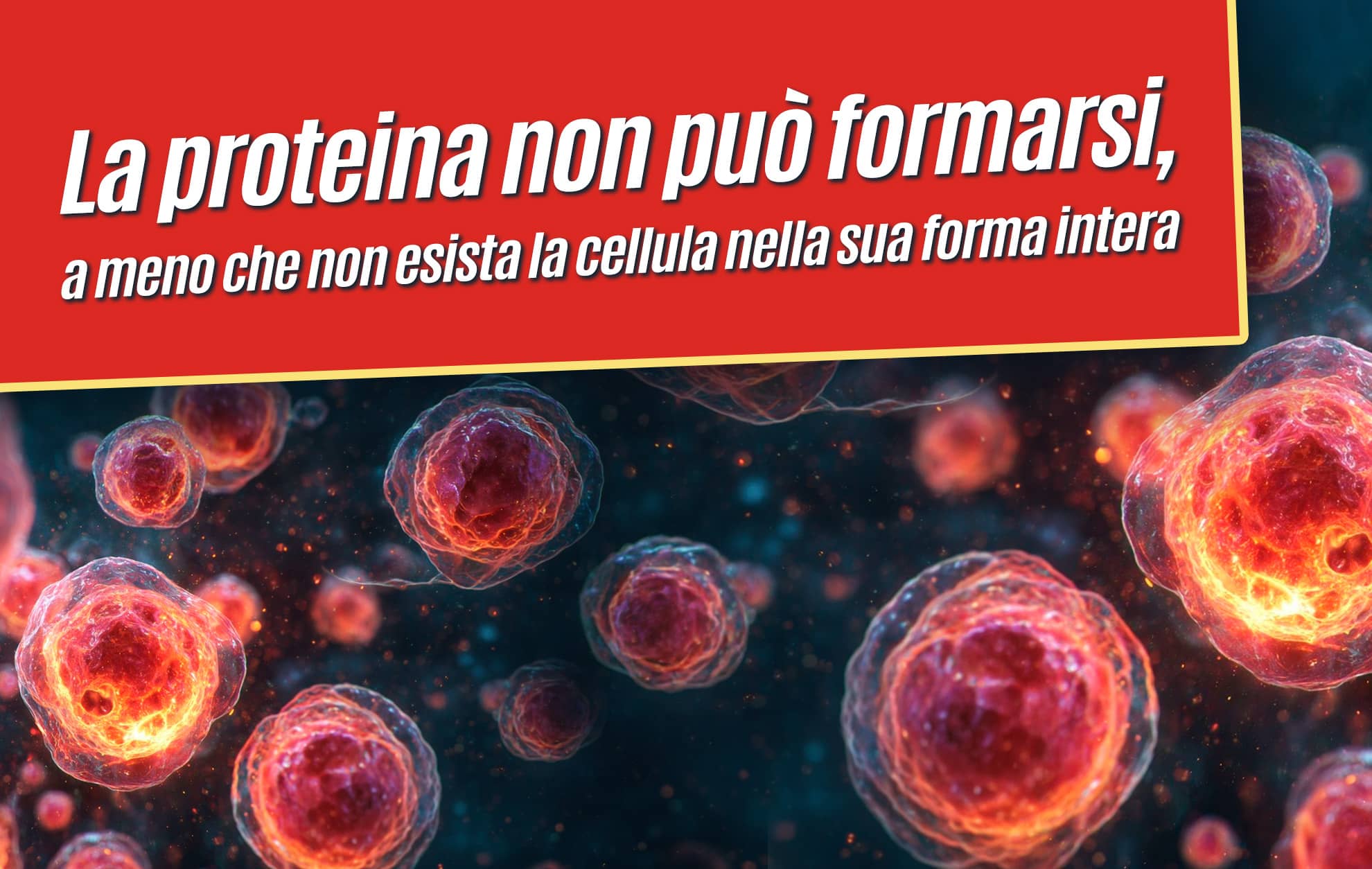 La proteina non può formarsi, a meno che non esista la cellula nella sua forma intera