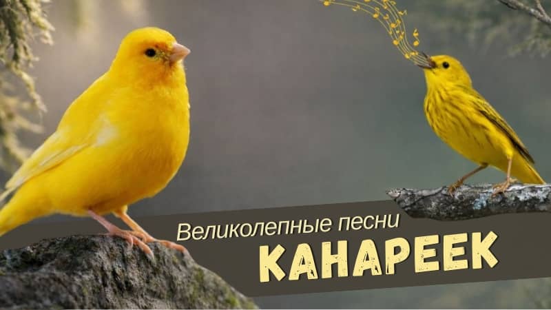 Великолепные песни канареек
