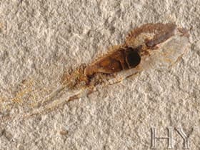 Darwinismens bedrägeri kom till ett komplett slut när över 300 miljoner fossiler bevisar skapelseteorin