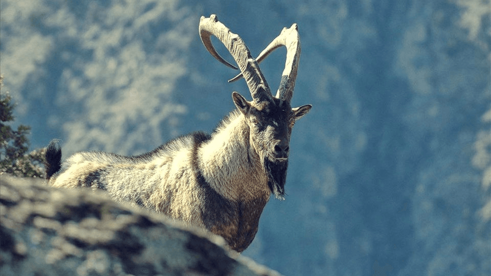 The chemical knowledge of bezoar goats