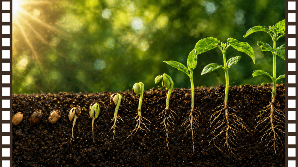 THE MIRACLE OF SEED - GEORGIAN