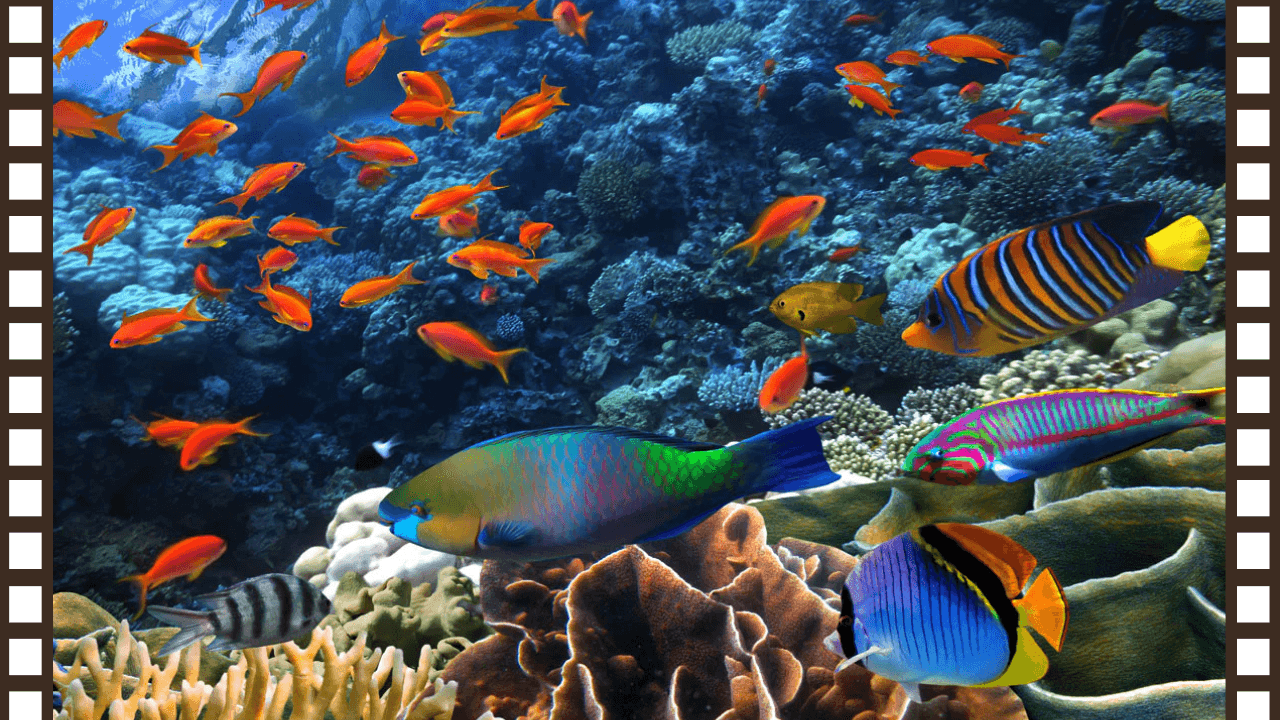 KEINDAHAN DUNIA LAUT