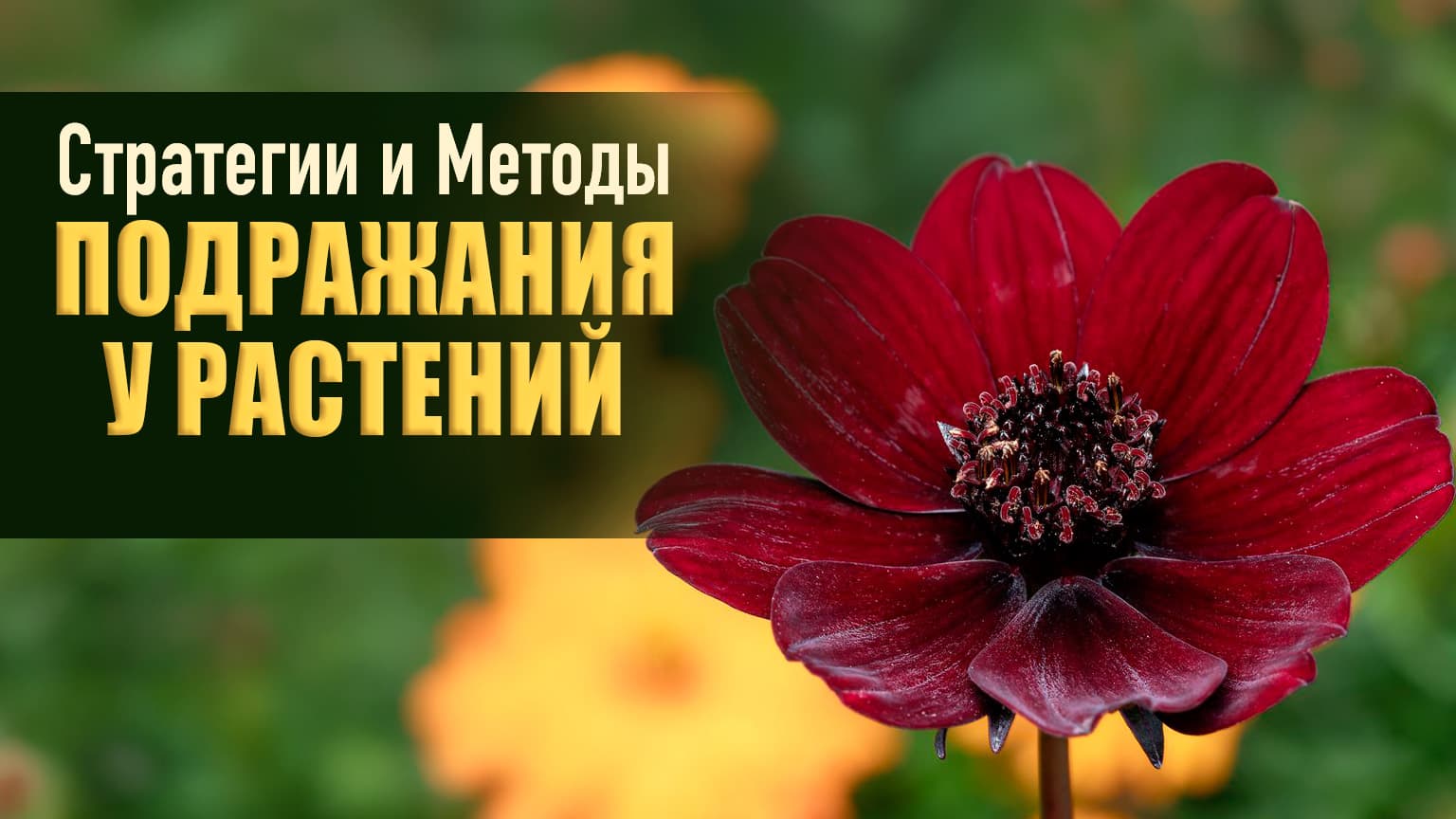 Стратегии и методы подражания у растений