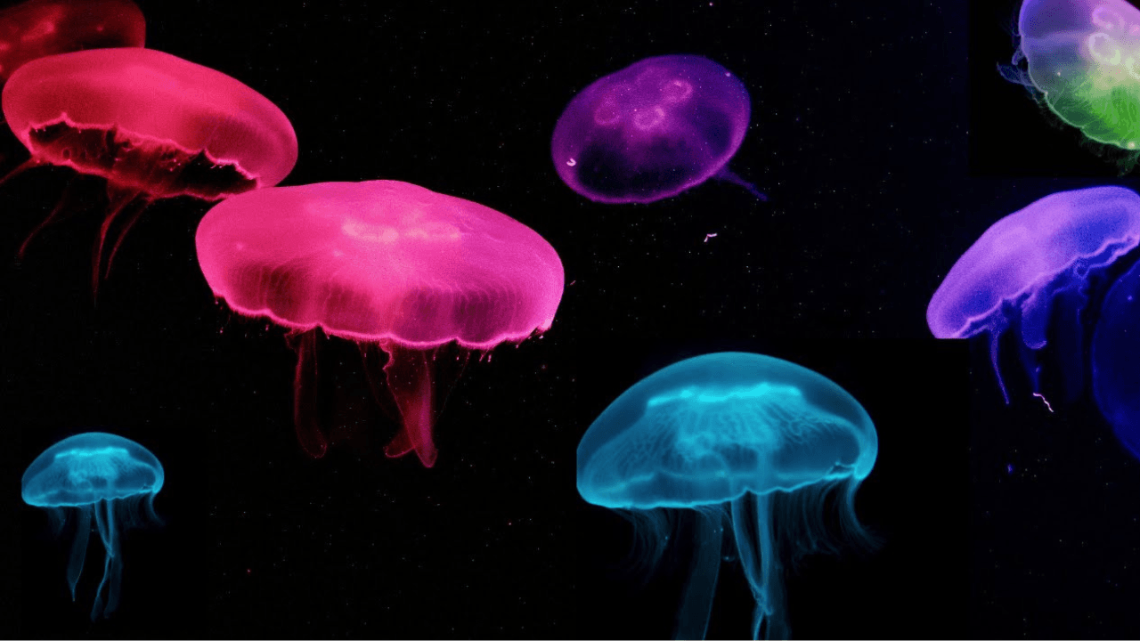 BIOLUMINESCENCE:  ANG LIWANAG NA GAWA AT NAGMUMULA SA MGA KATAWAN NG MGA NILALANG NA MAY BUHAY