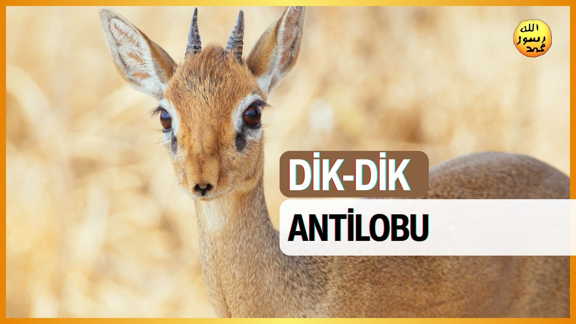 Dik-Dik Antilobu
