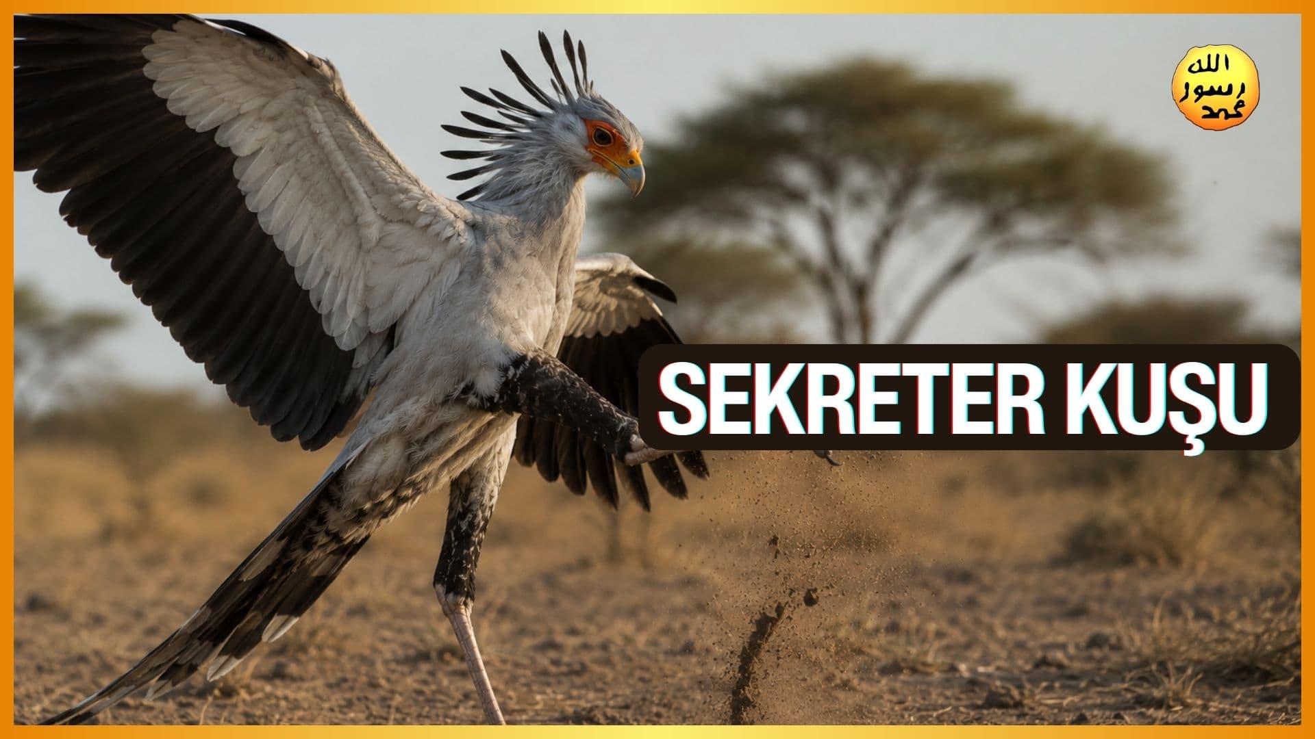 Sekreter Kuşu 