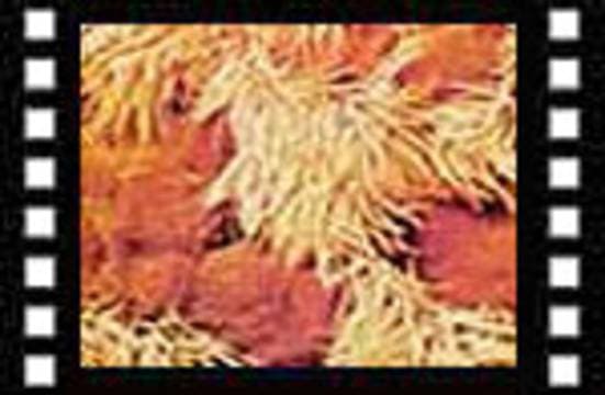 THE MIRACLE OF RESPIRATION - FARSI