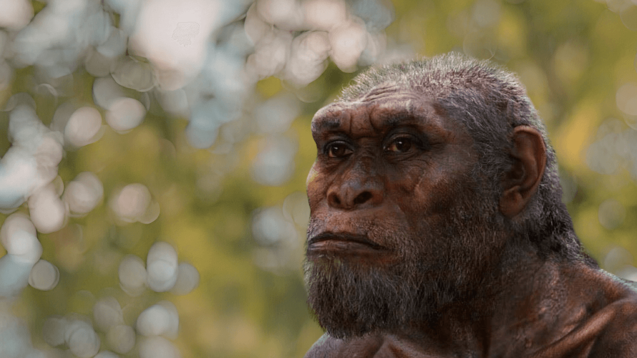 Homo Rudolfensis: Едно Погрешно Сглобеното Лице