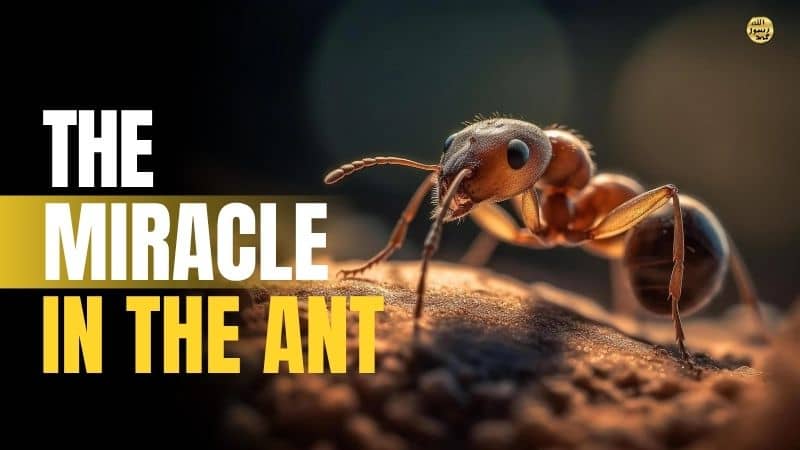 The miracle in the ant