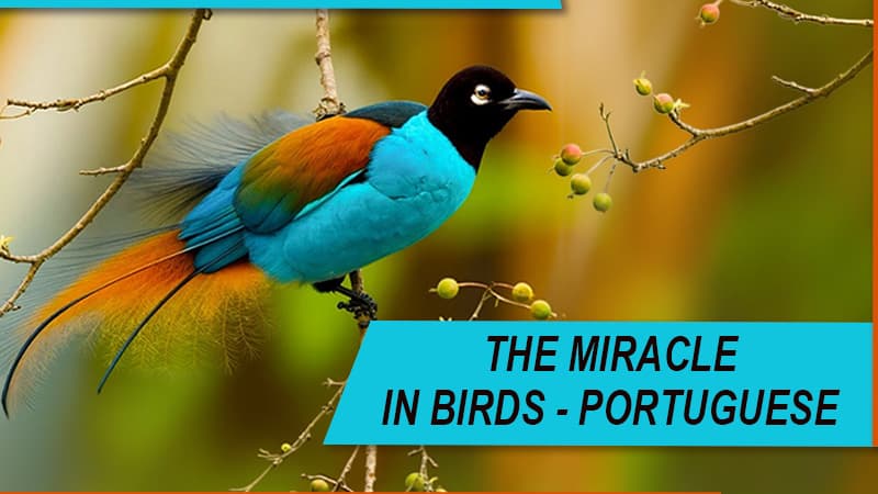 THE MIRACLE IN BIRDS - PORTUGUESE