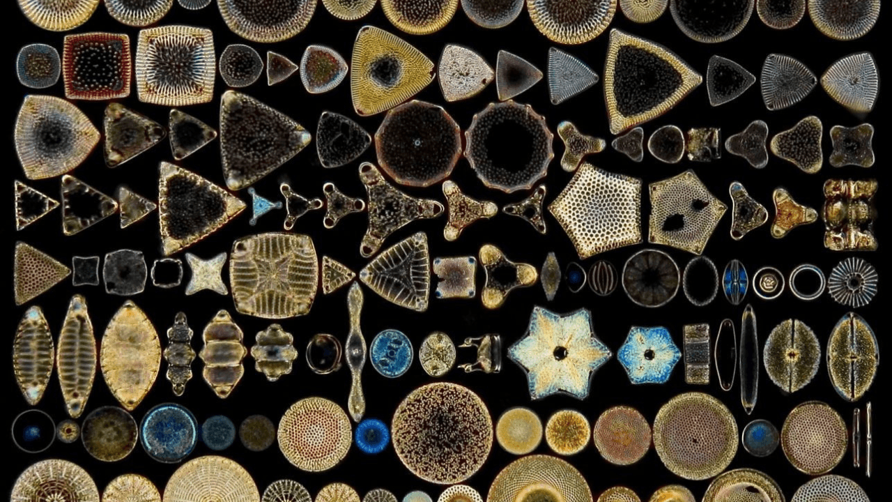 Diatom: Ang mikroskopikong mga nabubuhay na nilalang na bumubuo sa mga pinagkukuhanan ng langis o oil fields