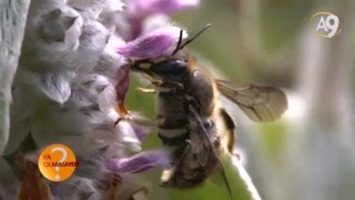 Bal Arılarının Yön Tayini
