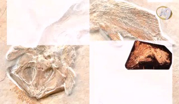 Living Fossils: Horseshoe Crab