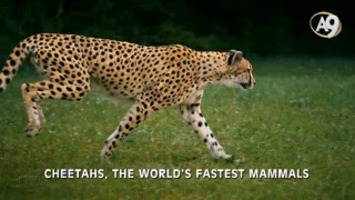 Cheetahs from the felidae family
