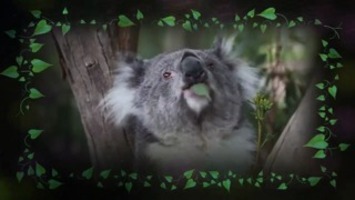 Zəhərli bitki yeyən koalalar