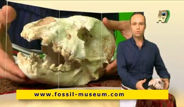 White Lion Fossil