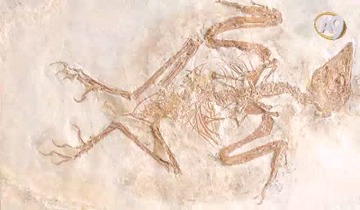 Living Fossils: Amphibian Fossil