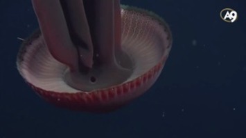 Derin denizlerin dev denizanası: stygiomedusa gigantea