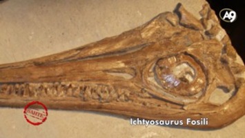 Ichtyosaurus