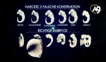 Haeckels falsche Embryonalkonstruktion