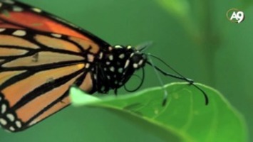 Biyolojik pusula sahibi monark kelebekleri
