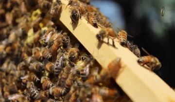 Miracles of the Qur'an: The Female Honeybee