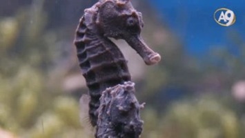 Denizaltının eşsiz canlılarından biri; denizatları