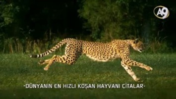 Dünyanın en hızlı koşan hayvanı: Çitalar