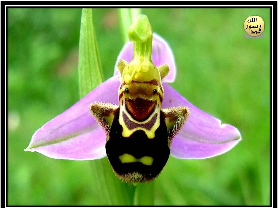 Arı Orkidesinin Etkili Görünümü