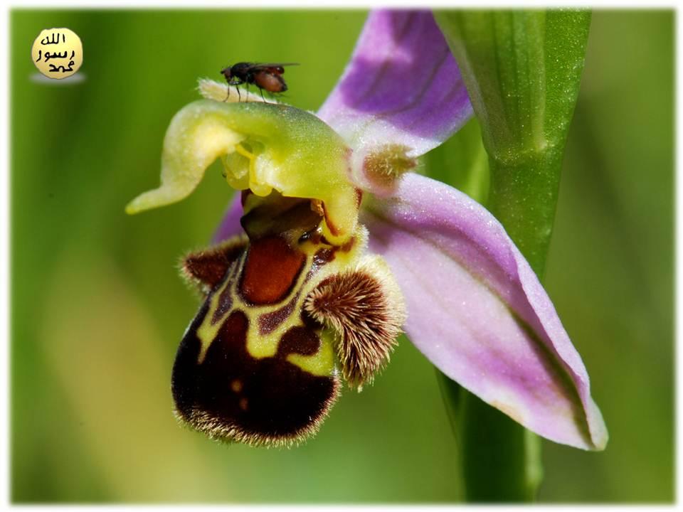 Arı Orkidesinin Kimyasal Salgısı