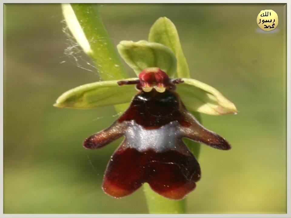 Kıbrıs Arı Orkidesinin Taklidi