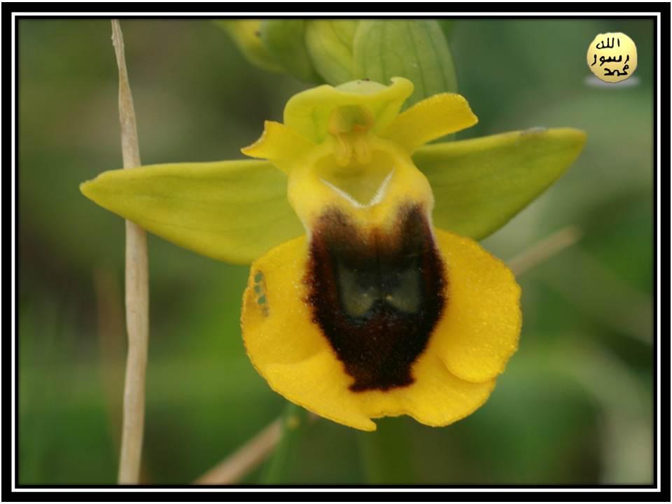 Sarı Arı Orkidesi