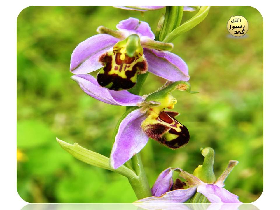 Arı Orkidesi Polenleri