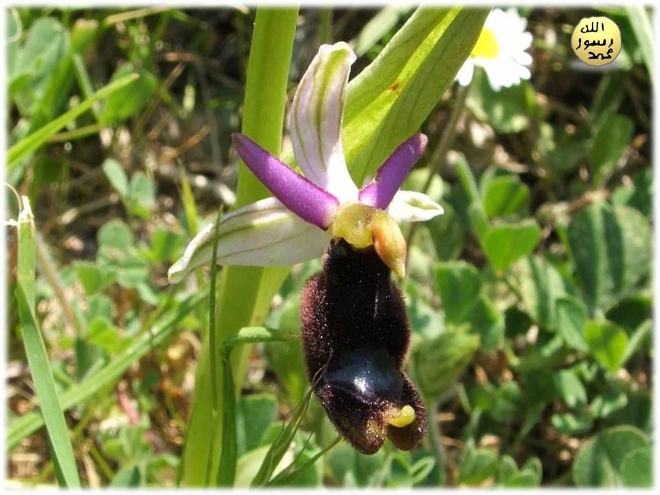 Arı Orkidesi ve Taşıyıcılar