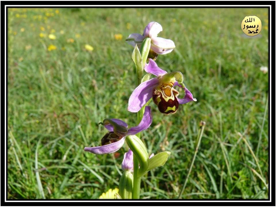 Arı Orkidesi Evrimi Yalanlıyor
