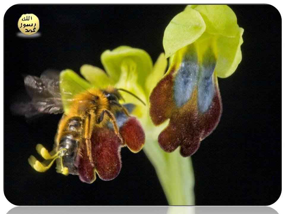 Arı Orkidesi de Allah Tarafından Yaratılmıştır