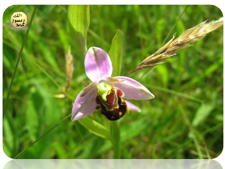 Arı Orkidesi-Yaban Arısı İlişkisi