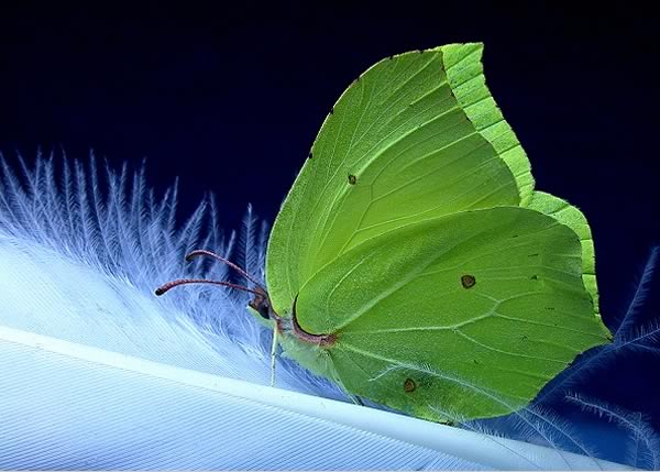 Kelebek Bir Yaratılış Mucizesidir