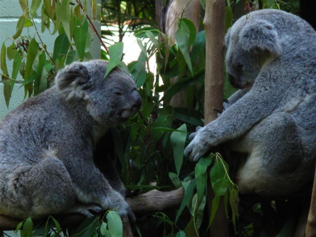 Koalalar Ağaca Nasıl Tutunur?
