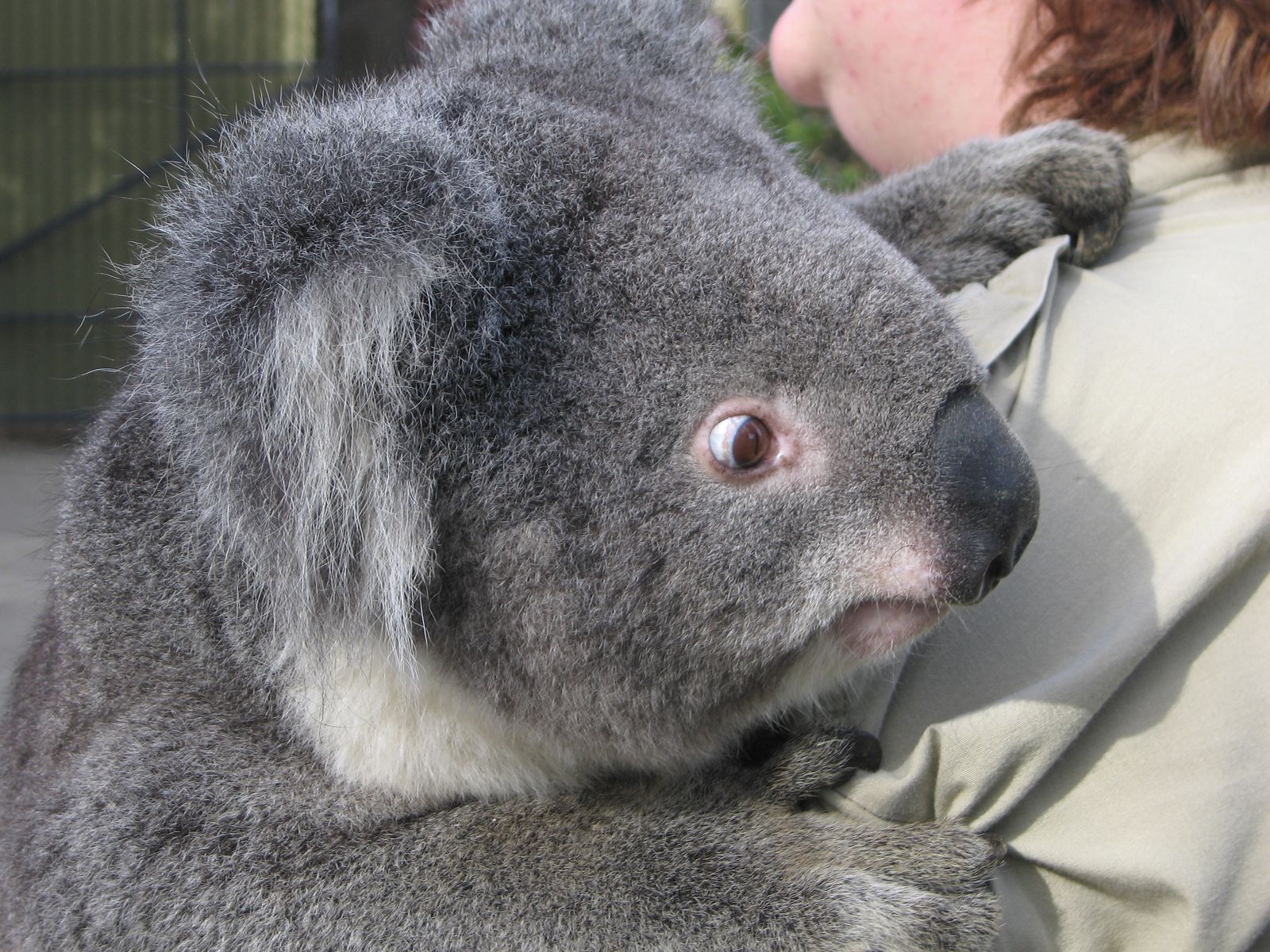 Koala Türleri