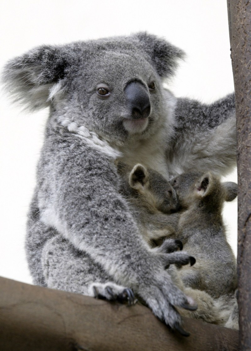 Koalalar ve Okaliptüs Yaprakları