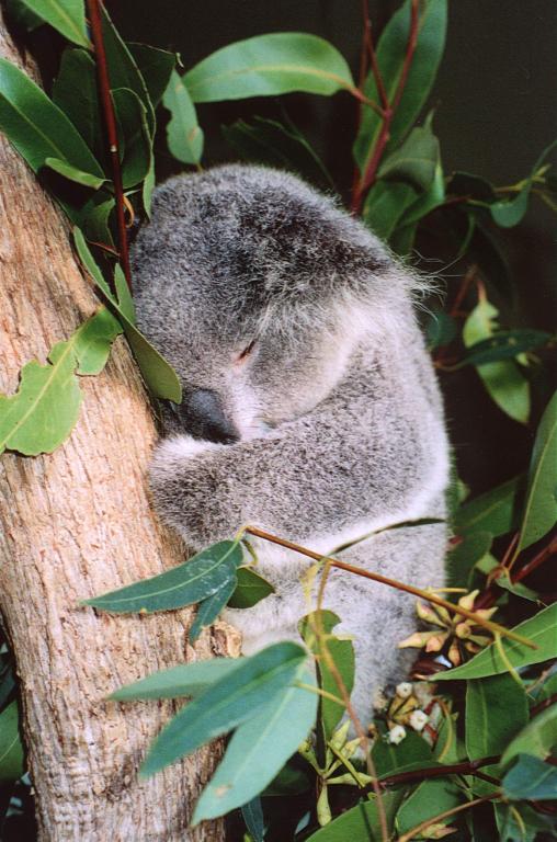 Koalalar Vücut Sıcaklıklarını Ayarlayabilirler