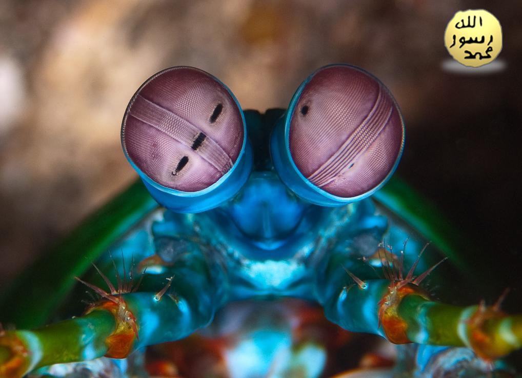 Mantis Karidesinin Polarize Görüşü