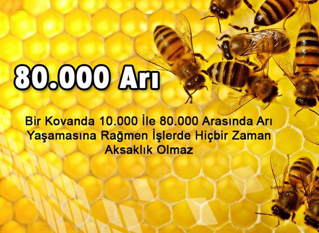 80.000 Arı