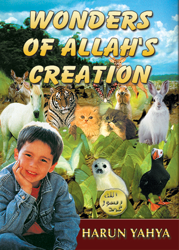 Wonders of Allah’s Creation
