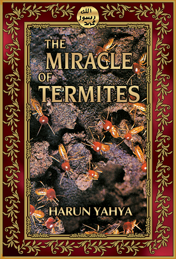 The Miracle of Termites