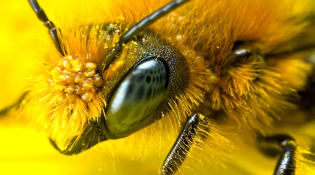 Необыкновенные особенности пчел